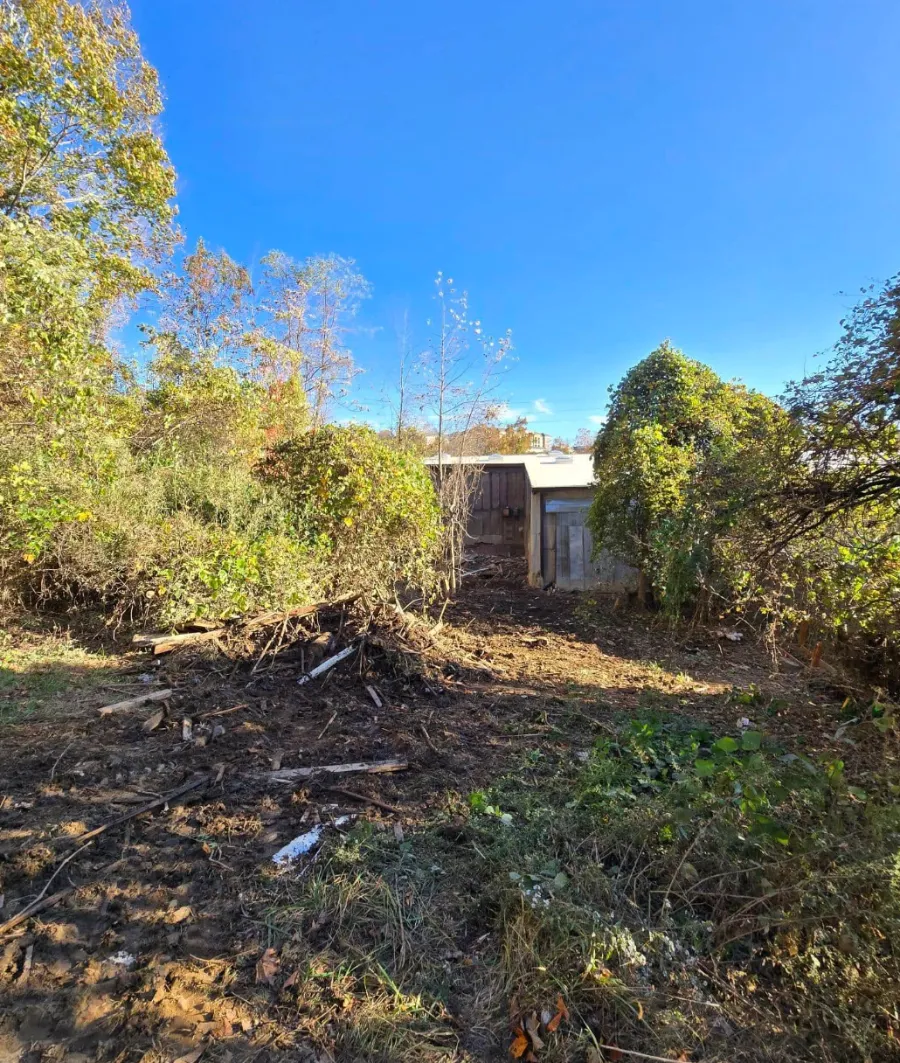 Overgrown lot before clearing